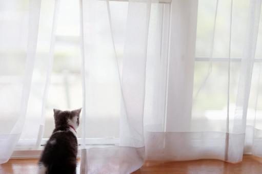 窓辺の子猫 マンチカン,猫,子猫の写真素材