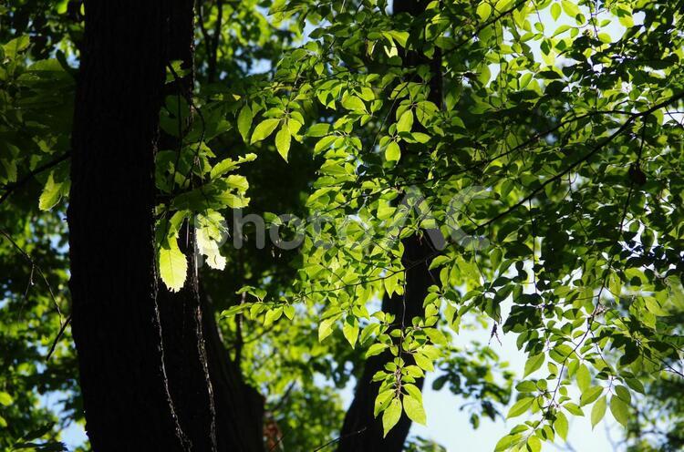 新緑・木漏れ日 木漏れ日,新緑,森林の写真素材