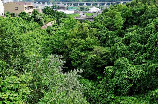 クズに席巻された風景 クズに席巻された風景 クズ,葛,つる草の写真素材