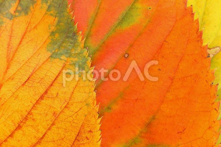 紅葉　落葉　色づいた葉っぱ　秋のイメージ素材 落葉,紅葉,サクラの写真素材