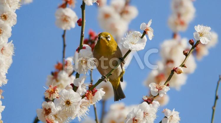 青空と白梅とメジロ メジロ,早春,緑の写真素材