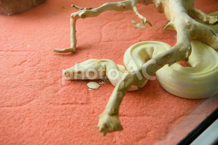 ヘビ　素材　イメージ 爬虫類,動物,蛇の写真素材