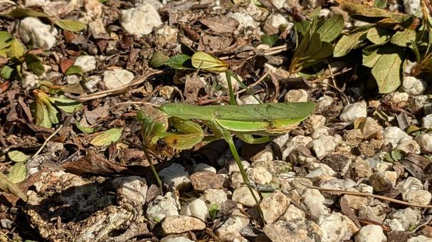カマキリの写真
