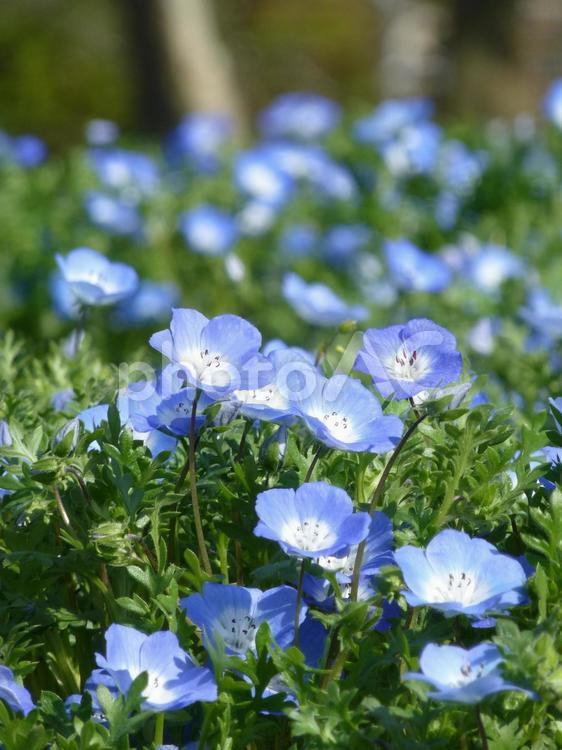 公園の花壇に群生するネモフィラの花 ネモフィラ,花,植物の写真素材
