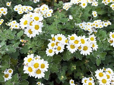 ノジギク（野路菊）の花 ノジギク,野路菊,小菊の写真素材