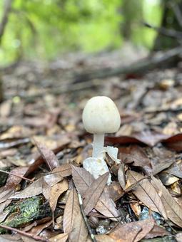 シロタマゴテングタケ シロタマゴテングタケ,キノコ,菌類の写真素材