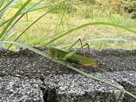 キリギリス キリギリスの写真