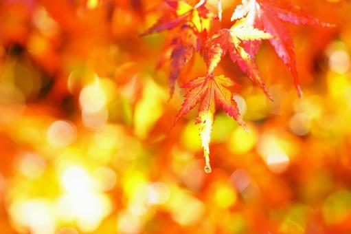 もみじ紅葉 紅葉,もみじ,もみじがりの写真素材