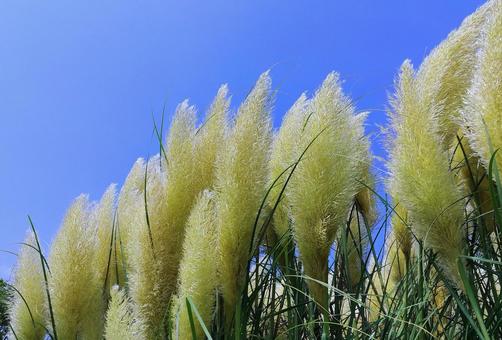 パンパスグラスと青空 パンパスグラスと青空 パンパスグラス,イネ科,シロガネヨシの写真素材