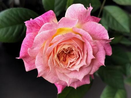 ベランダのバラ・シャルール ベランダのバラ・シャルール 薔薇,バラ,シャルールの写真素材