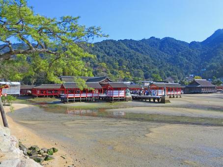 厳島神社 厳島神社,厳島,宮島の写真素材