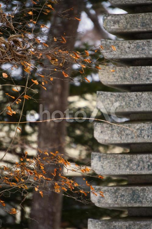 冬の枯葉 帯広神社,枯葉,自然の写真素材