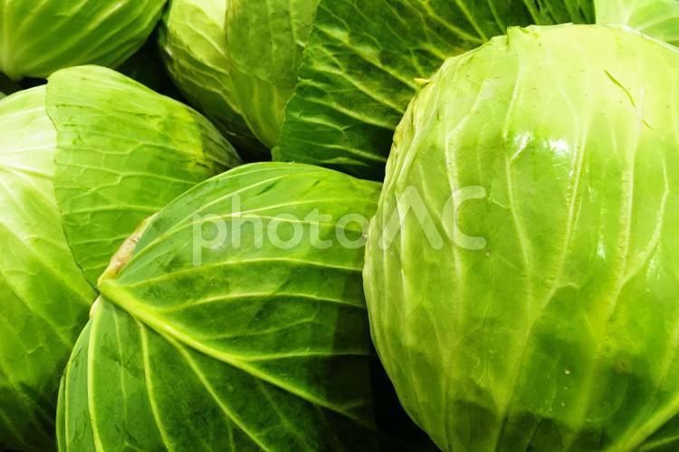 鮮やかな緑色のキャベツのイメージ素材 キャベツ,春キャベツ,野菜の写真素材