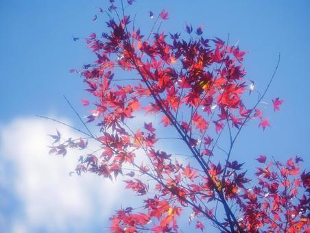 青空に映えるソフトなイメージの紅葉 紅葉,秋,青空の写真素材