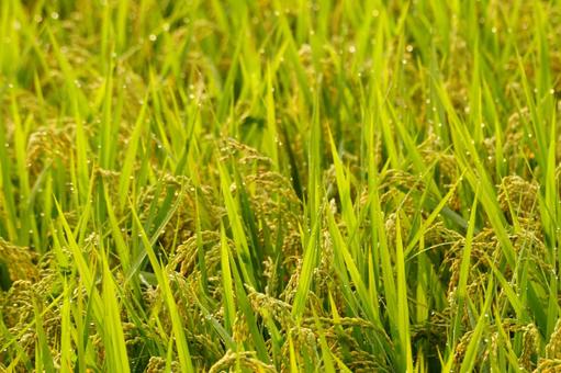 稲穂 稲穂 稲穂,米,日差しの写真素材