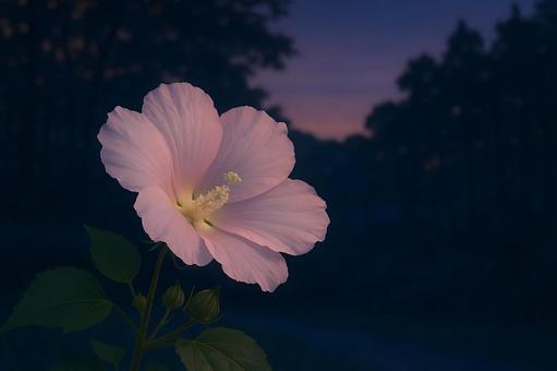 夕闇に咲くムクゲ 夕闇に咲くムクゲの写真
