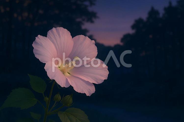 夕闇に咲くムクゲ ムクゲ,綿のバラ,夕暮れの写真素材