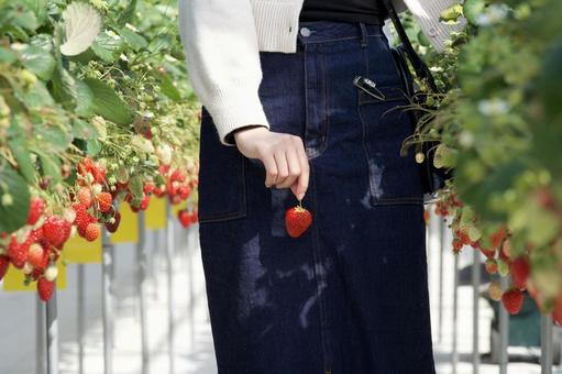 Strawberries and strawberry picking, JPG Strawberries and strawberry picking, JPG