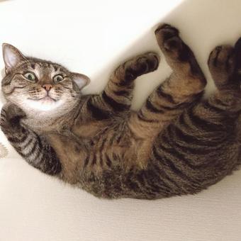 猫 猫 猫,ねこ,にゃんこの写真素材
