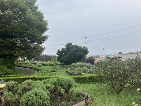 ガーデン③ ガーデン③ 公園,ガーデン,ハーブの写真素材