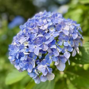 紫陽花 青の花 紫陽花 青の花の写真