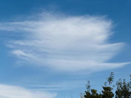 青空と木　コピースペース 空,青空,曇りの写真素材