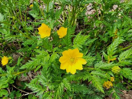 フクジュソウ01 フクジュソウ,福寿草,黄色い花の写真素材