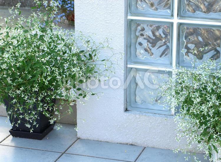 住まいの玄関に置いた植物、ユーフォルビアの鉢植えと住宅 玄関,住宅,住まいの写真素材