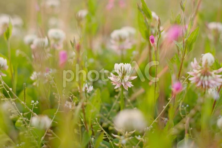 夕暮れのクローバーのお花畑 クローバー,白,丸いの写真素材