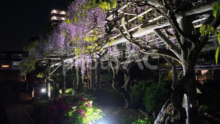 亀戸天神・藤の花・ライトアップ（江東区） 春,藤の花,藤棚の写真素材
