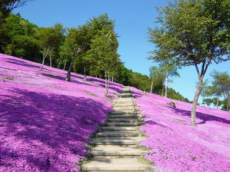 芝桜公園 芝桜,芝桜公園,北海道の写真素材