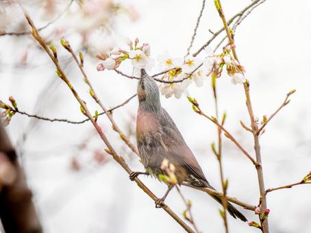 桜とヒヨドリ 桜とヒヨドリ ヒヨドリ,野鳥,鳥の写真素材