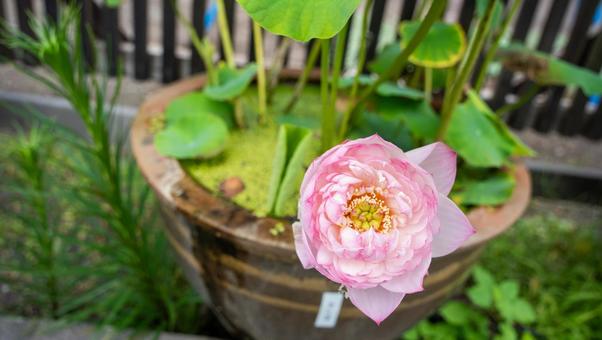 蓮の花 蓮の花の写真