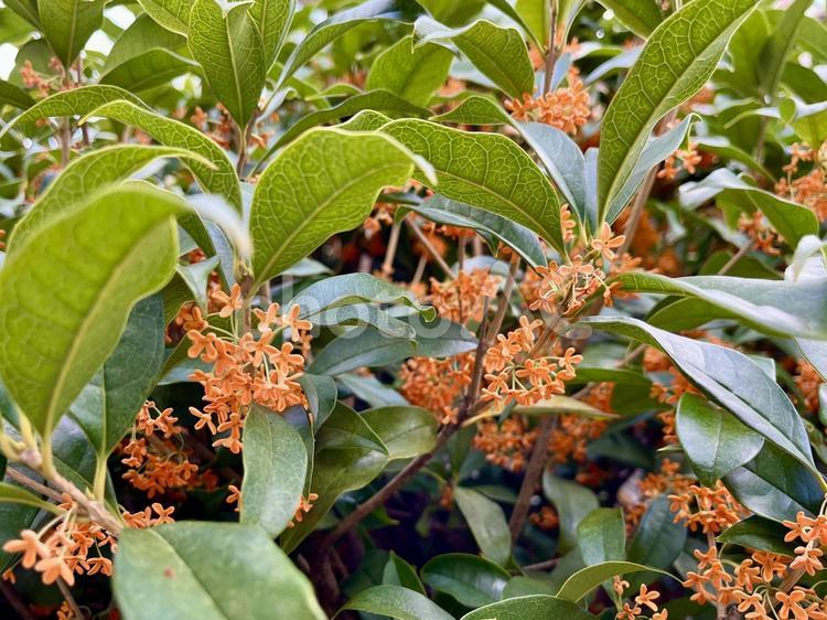 金木犀満開！ キンモクセイ,花,木の写真素材