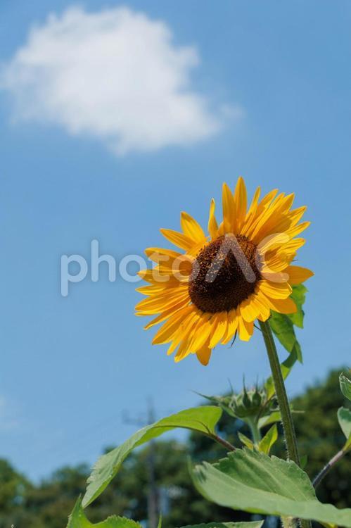 青空に映えるひまわりの花 鮮やか,色,ひまわりの写真素材