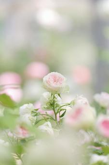 Roses at Shiki no Sato Park, JPG Roses at Shiki no Sato Park, JPG
