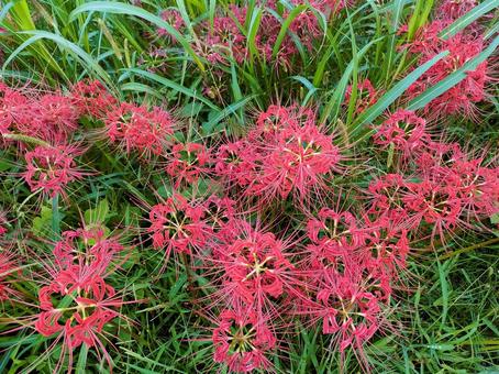彼岸花ふかん 彼岸花ふかん 彼岸花,曼殊沙華,リコリスの写真素材