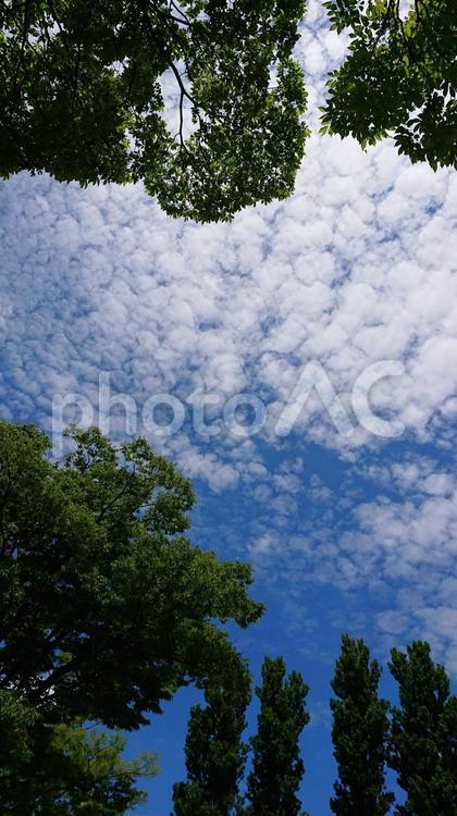 見上げればうろこ雲 うろこ雲,鱗雲,雲の写真素材