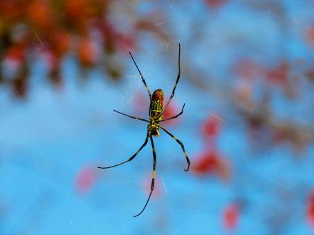 蜘蛛の巣を張るジョロウグモ ジョロウグモ,生き物,蜘蛛の写真素材
