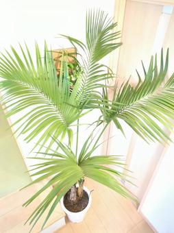 Photo, large foliage plant, kencha palm, potted plant, 
