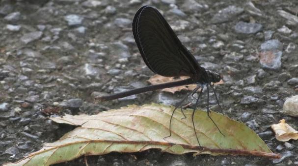 ハグロトンボ（メス）の写真