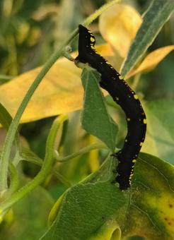 ヒメエグリバ ヒメエグリバ ヒメエグリバ,幼虫,害虫の写真素材