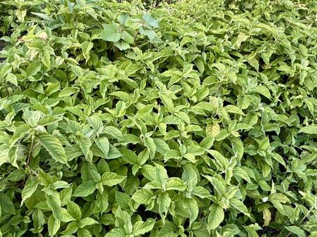 雑草 雑草 雑草,草,道草の写真素材