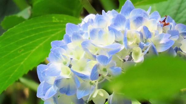 本勝寺のあじさい 本勝寺のあじさい あじさい,紫陽花,梅雨の写真素材