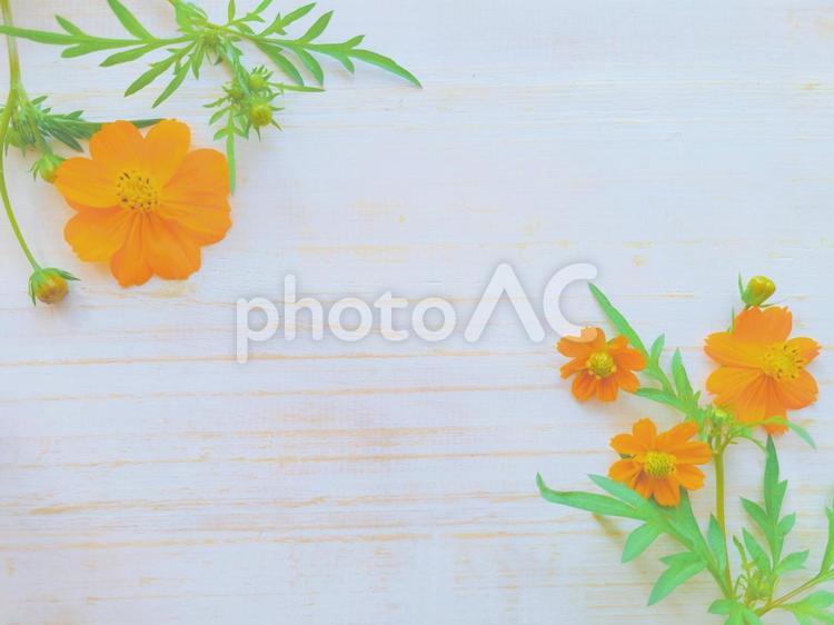 秋の花　背景　フレーム 花,秋,葉の写真素材