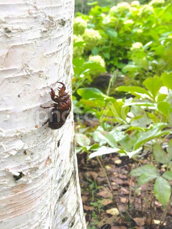白樺とセミの抜け殻 白樺とセミの抜け殻,セミの抜け殻,白樺の写真素材