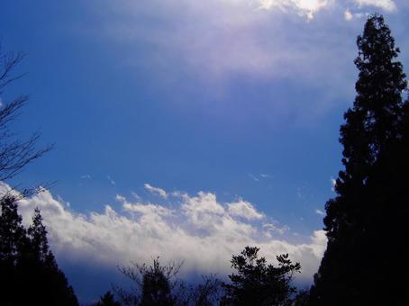 空と木々 空と木々の写真