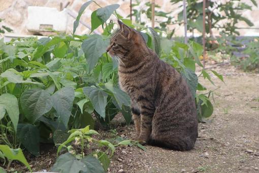 畑の中で 猫,動物,風景の写真素材