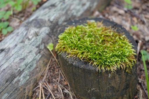 moss, JPG
