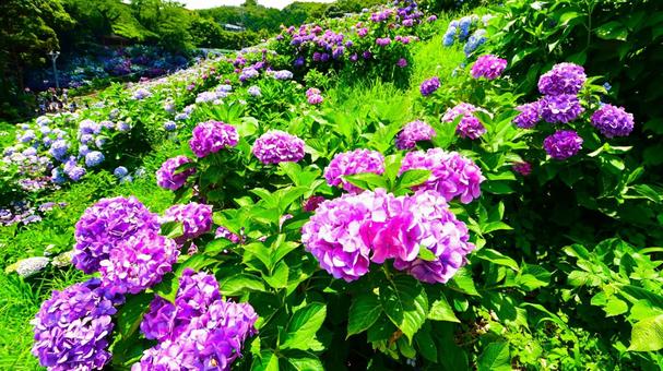 Photo, নীলাবা গোলপি পুষ্পপ্রসু গুল্মবিশেষ, নীলাবা গোলপি পুষ্পপ্রসু গুল্মবিশেষ গ্রামে, নীলাবা গোলপি পুষ্পপ্রসু গুল্মবিশেষ ফেস্টিভাল, 